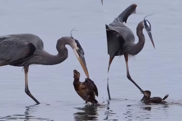 Viral Video: நாரையை நடுங்க வைத்த வாத்து குஞ்சு.... அட்டகாசமான காட்சி