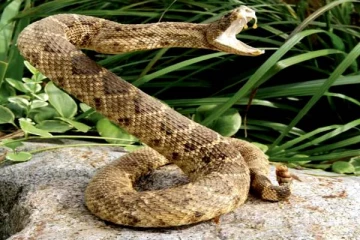 பாம்பை கழுத்தில் மாலையாக அணியும் பிரபலம்! திக் திக் வீடியோ காட்சி..