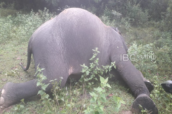 மட்டக்களப்பில் மின்சாரம் தாக்கி யானை பலி | Elephant Dies Electrocuted In Batticaloa