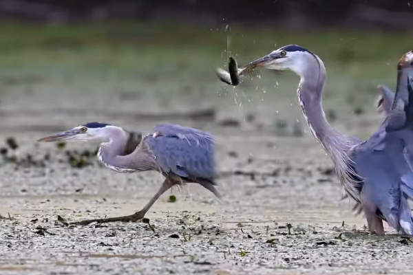 Viral Video: பூனை நடைபோட்டு கம்பீரமாக மீனை பிடித்த நாரை... அட்டகாசமான காட்சி | Blue Heron Cat Walk Catch Fish Viral Video Viral Video: பூனை நடைபோட்டு கம்பீரமாக மீனை பிடித்த நாரை... அட்டகாசமான காட்சி | Blue Heron Cat Walk Catch Fish Viral Video