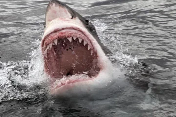 சிட்னி கடற்கரையிலிருந்து உடனடியாக வெளியேற்றப்பட்ட மக்கள்!