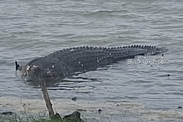 காத்தான்குடியில் அச்சுறுத்தலாக காணப்பட்ட முதலை உயிரிழப்பு | Crocodile Has Washed Ashore In The Katathangudi