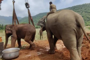 கோவை யானையின் வயிற்றில் தோண்ட, தோண்ட பிளாஸ்டிக் - குட்டியுடன் உயிரிழந்த துயரம்