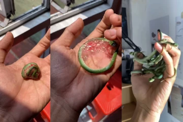 வைப்பர் பாம்புகளின் முட்டையில்லா பிறப்பு- வைரலாகும் அரிய காணொளி