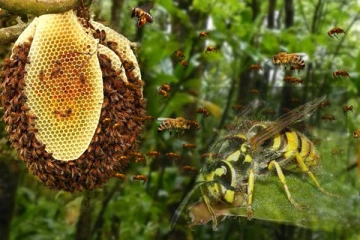 யாழில் குளவி கொட்டுக்கு இலக்காகிய ஐவர் வைத்தியசாலையில் அனுமதி