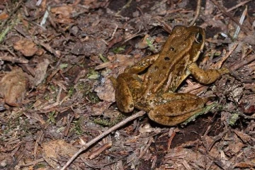 இந்தியாவில் புதிய தவளை இனம் கண்டுபிடிப்பு