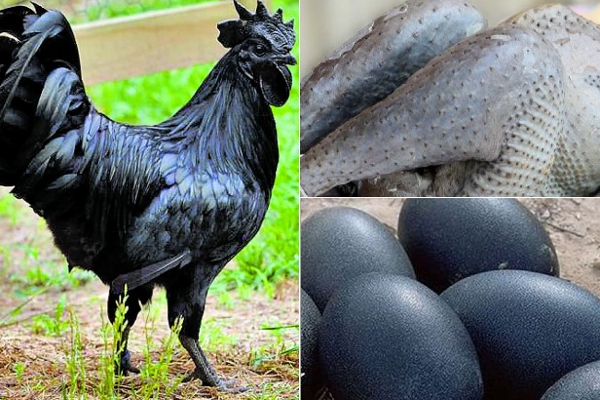 நோய் எதிர்ப்பு சக்தி மிக்க கறுப்பு இறைச்சி! | Immune Black Kadaknath Meat