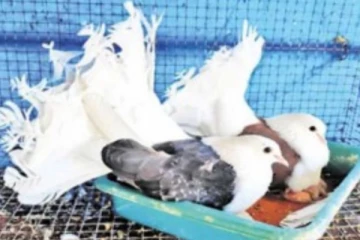 கூண்டில் இருந்த புறாவை விடுவித்த தம்பி.. ஆத்திரத்தில் கோடாரியால் தாக்கிய கொடூர அண்ணன்!