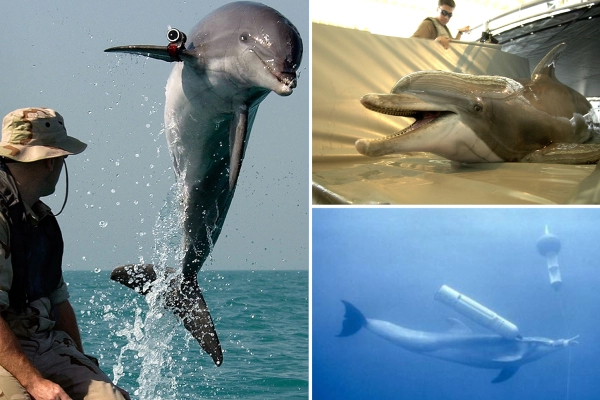uk-defense-says-russia-use-dolphin-for-ukraine-war