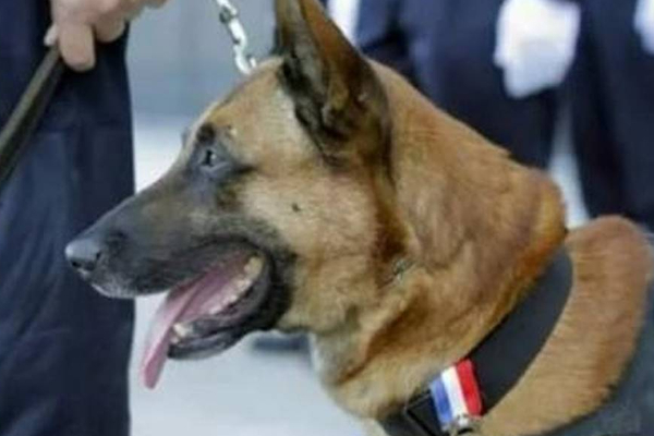 பிரான்ஸில் மூதாட்டியை கடித்துக்குதறிய பொலிஸாரின் நாய்! | The Police Dog That Bit The Old Woman In France