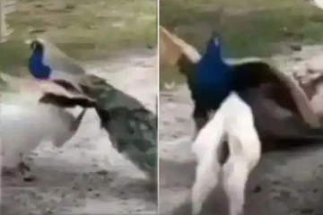 மயிலுக்கும் ஆட்டுக்குட்டிக்கும் அரங்கேறும் சண்டை! சிரிப்பை அடக்கமுடியாத காட்சி