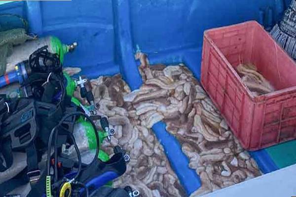 தமிழர் பகுதியில் சட்டவிரோத கடல் அட்டை வேட்டை ; 10 பேர் கைது | Illegal Sea Otter Hunting 10 People Arrested