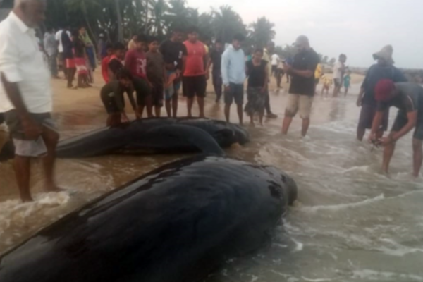 இலங்கை கடற்கரையில் கரையொதுங்கிய 14 திமிங்கலக் குட்டிகள்!(Photos) | 14 Baby Whales Washed Ashore In Sri Lanka