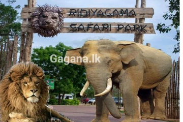 සෆාරි උද්‍යානයේ තාප්පයක් කඩා වැටේ.. සතුන් පැන යාම වලකන්න මෙහෙයුමක්..