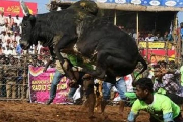 சீறும் காளைகளுக்கு நடுவில் துள்ளிக்குதிக்கும் காளையர்கள்- பாலமேடு ஜல்லிக்கட்டு (நேரலை வீடியோ)