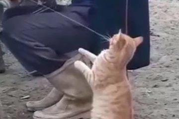 கெஞ்சும் அப்பாவி பூனை... ஸ்டைலாக பால் வாங்கி குடிக்கும் காட்சி!