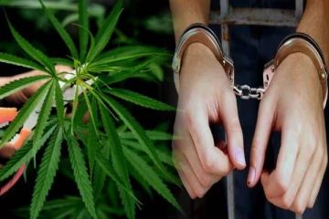 தென்னிலங்கையில் கஞ்சா செடிகளுடன் அமெரிக்க பிரஜை கைது