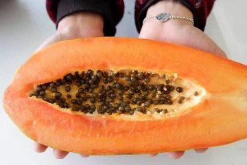 இந்த 6 பிரச்சனை இருப்பவர்கள் பப்பாளி சாப்பிடவே கூடாதாம்! மீறினால் இந்த ஆபத்து உங்களை தேடி வரும்