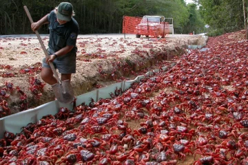 அணிதிரட்டி செல்லும் சிவப்பு நண்டுகள்; வழிவிட்டுச்செல்லும் ஆஸ்திரேலிய மக்கள்!