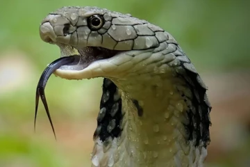 பாம்புகளை ஈர்க்கும் 4 வாசனைகள் என்னென்ன தெரியுமா?