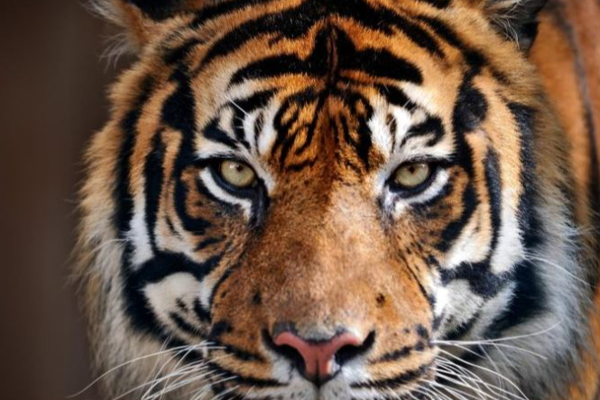 கழிவறைக்கு சென்ற நபரை அடித்து இழுத்து சென்ற புலி: ரஷ்யாவில் ஒரு கோர சம்பவம் | Tiger Eats Man After Dragging