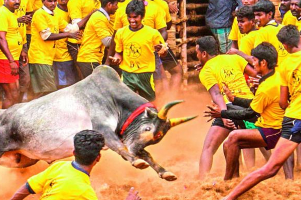 அலங்காநல்லூர் அரங்கில் ஜல்லிக்கட்டு; காளைகள் பங்கேற்கனுமா? பதிவு குறித்த முழு விவரம்! - தமிழ்நாடு