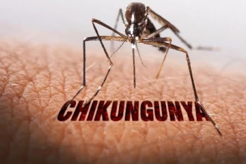 தமிழகத்தில் வேகமாக பரவும் சிக்குன்குனியா- சுகாதாரத்துறை எச்சரிக்கை