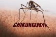 தமிழகத்தில் வேகமாக பரவும் சிக்குன்குனியா- சுகாதாரத்துறை எச்சரிக்கை