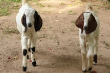 මෙරට තරුණ පිරිස් වෙත නොමිලේ එළුවන්..