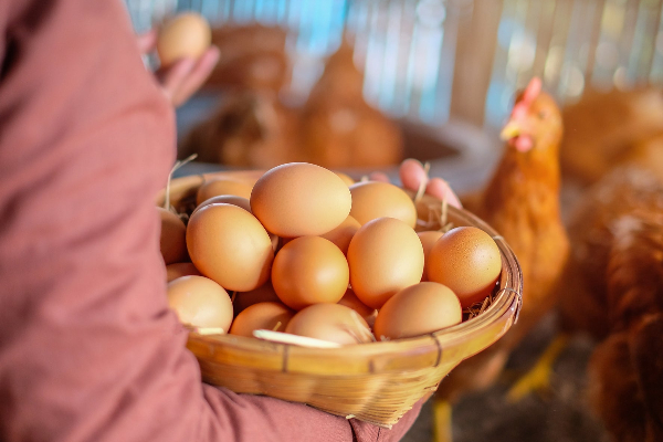 முட்டை விலை தொடர்பில் வெளியான தகவல் | The Price Of Eggs Exceeds The Control