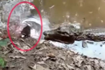 மீனை வேட்டையாட நினைத்த முதலை: நொடிப்பொழுதில் உயிரைவிட்ட சோகம்! நடந்தது என்ன?