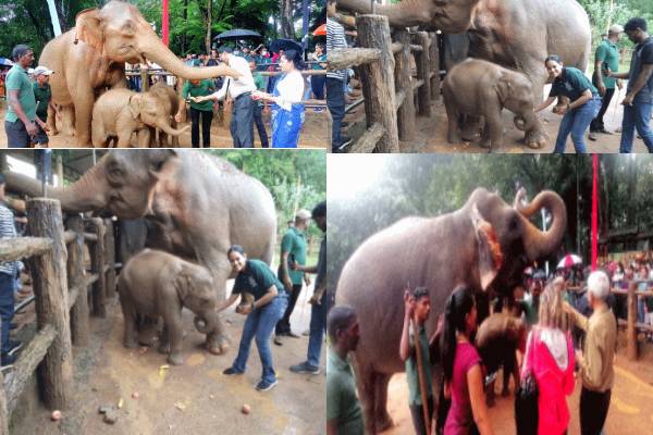 முதலாவது பிறந்தநாளை  கொண்டாடிய இலங்கை  இரட்டை யானைக்குட்டிகள்! | Sri Lanka Twin Baby Elephants Birthday