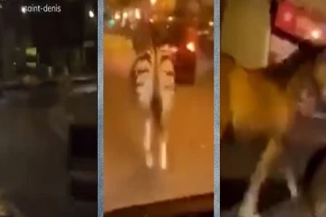 Fact Check: பிரான்ஸ் கலவரங்களின்போது வனவிலங்குகள் அவிழ்த்துவிடப்பட்டதாகக் கூறும் வீடியோ...