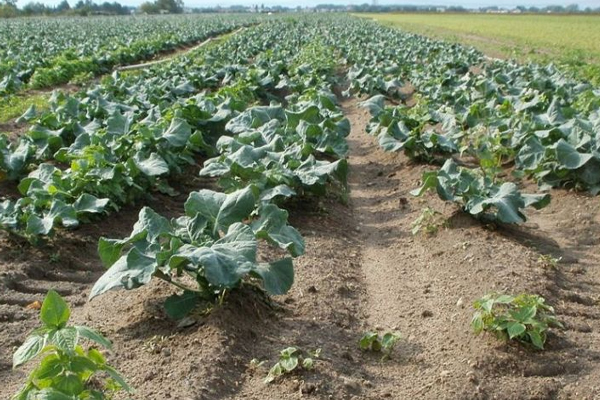 சத்துக்களின் புதையலாக கருதப்படும் நூல்கோல்! | Nutrient Considered As A Treasure Of Nutrients