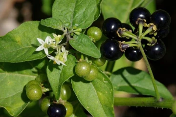 வாரத்தில் ஒரு முறையாவது ஆண்கள் கட்டாயமாக இந்த கீரையை சாப்பிட வேண்டுமாம்! காரணம் இது தானா?