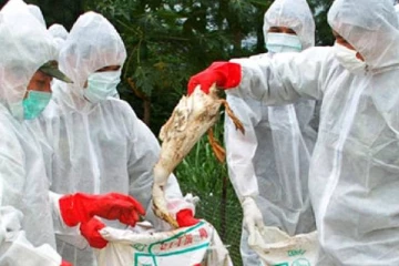 பிரான்சில்    வரலாற்றில்  இல்லாத அளவில் கொல்லப்பட்ட  பறவைகள்!