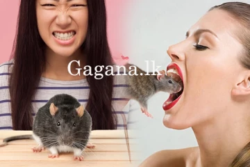 නේවාසිකාගාරයේදී ඇඟිල්ල හපපු තරහට මීයාගේ ඔළුව කාපු තරුණියක්.