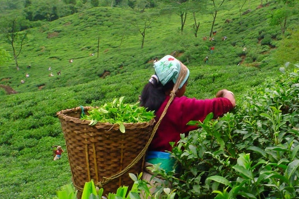 தோட்டத் தொழிலாளருக்கான நிதி ஒதுக்கீட்டில் முறைகேடு ; கணக்காய்வாளர் நாயகத்திடம் கோரிக்கை | Irregularity Allocation Funds Plantation Workers தோட்டத் தொழிலாளருக்கான நிதி ஒதுக்கீட்டில் முறைகேடு ; கணக்காய்வாளர் நாயகத்திடம் கோரிக்கை | Irregularity Allocation Funds Plantation Workers
