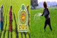 நெற்செய்கை விவசாயிகளுக்கு வெளியான மகிழ்ச்சி தகவல் ; 75 சதவீதமான உர மானிய நிதி விநியோகம்
