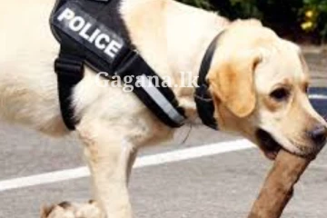 නිළ සුනඛයන් රට වටේම එකවරම බස්සයි - හේතුව මොකක්ද දන්නව ද?.