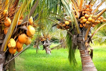 இலங்கையில் செவ்விளநீருக்கு தட்டுப்பாடு ஏற்படக்கூடும் என தெரிவிப்பு