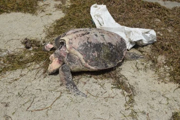 மன்னாரில் கரை ஒதுங்கிய கடலாமைகள்