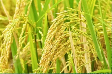 நெல் அறுவடையின் போது அதிகரித்துள்ள இழப்பீடு