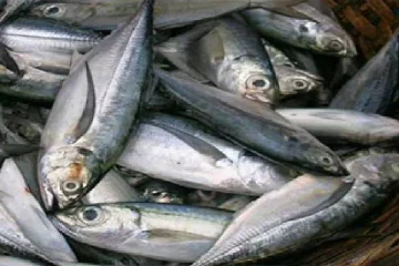 பெருமளவில் குறைந்த மீன் விலைகள்- விலை குறையாத கோழி இறைச்சி