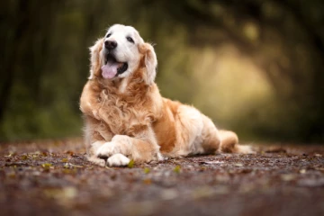 வளர்ப்பு நாயைத் திட்டியவரின் மூக்கை அறுத்த நபர்