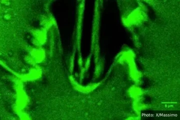 தாவரங்கள் சுவாசிக்கும் முதல் வீடியோ ஆதாரம்: விஞ்ஞானிகளின் அசத்தல் கண்டுபிடிப்பு