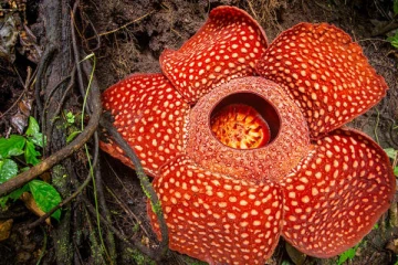 உலகிலேயே மிகப்பெரிய பூ கண்டுபிடிப்பு!