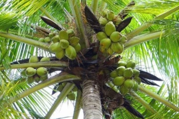 இலங்கையில் உள்ள தென்னை மரம் ஒன்றில் அதிசய காட்சி!