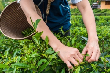 කුඩා තේ වතු ගොවීන්ව නගා සිටුවන්න "සිලෝන් ටී විලේජ්" තේ ගම්මාන 500ක් ඇරඹිමට සුදානම්