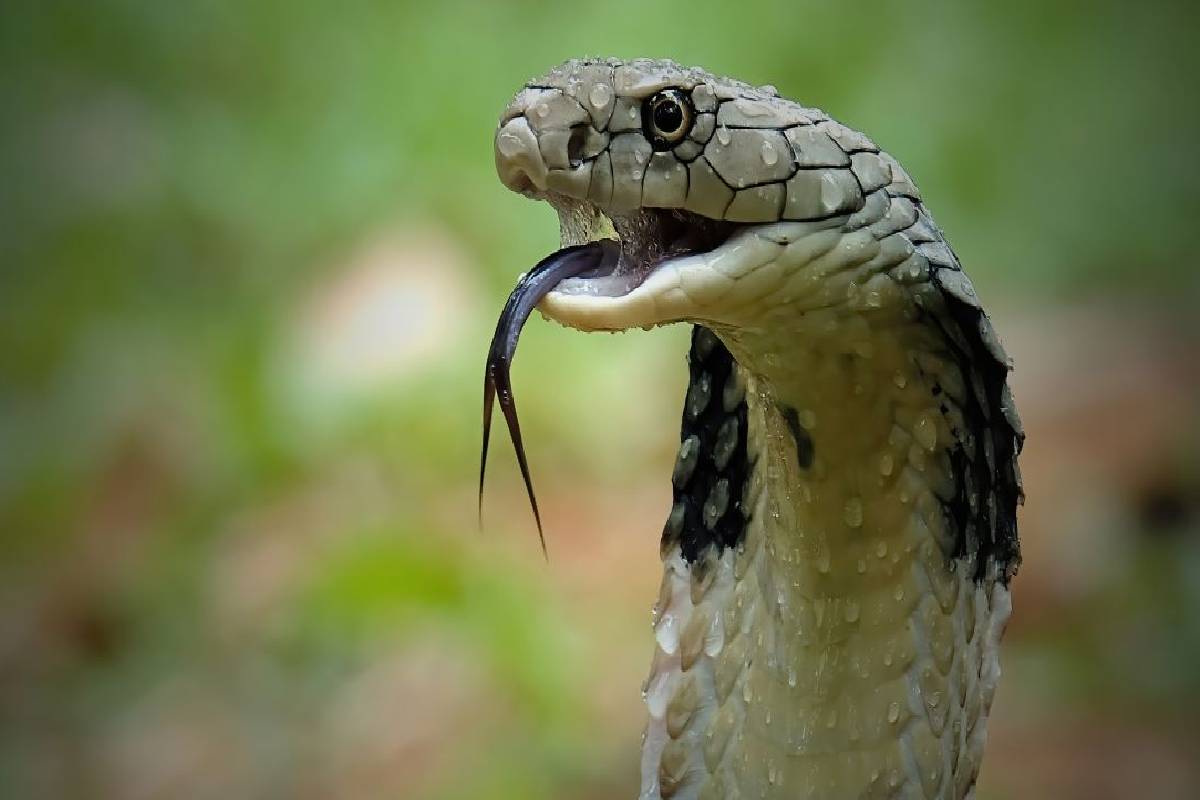 பாம்பே பாம்பைக் கடித்தால் உயிரிழப்பு ஏற்படுமா? அறிவியல் விளக்கம் | What Happens If A Snake Bites Another Snake